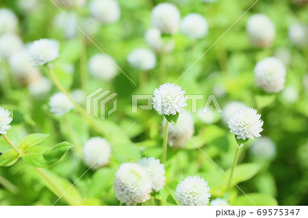 茎の長い植物の写真素材