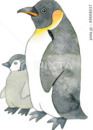 エンペラーペンギンのイラスト素材