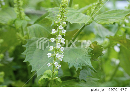 秋の畑に咲く青紫蘇の花と実の写真素材