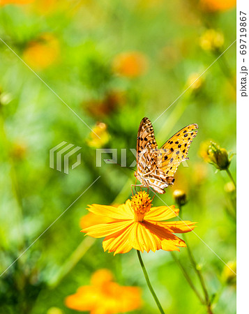 美しい蝶の写真素材