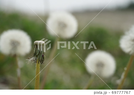 冠毛 頭花 タンポポ キク科の写真素材