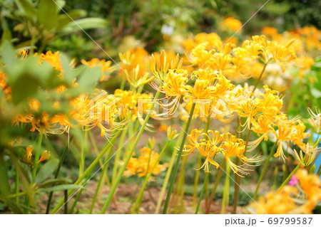 道端の一凛の花の写真素材