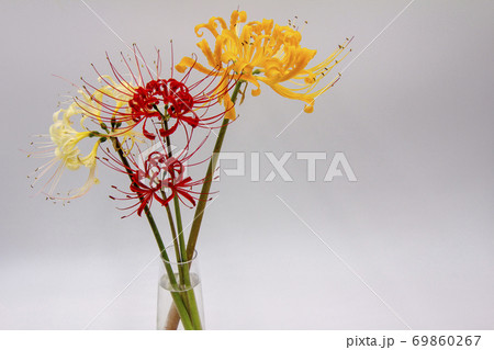 彼岸花 リコリス 花 切り花の写真素材