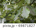 朴葉（ほうば）の味噌焼きの写真素材 [13042354] - PIXTA