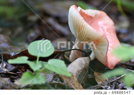 ベニタケ 菌 ピンク キノコの写真素材