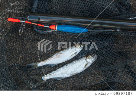 Several Ablet, Bream Fish on Fishing Net. Fishing Rod with Float