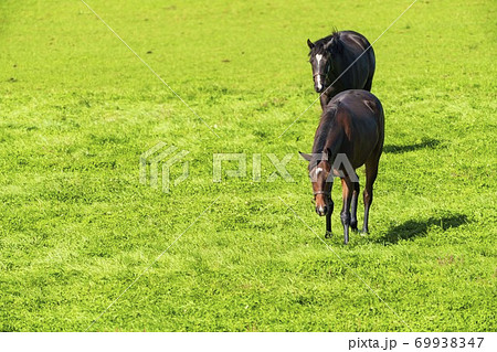 馬の写真素材集 ピクスタ