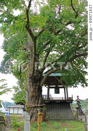 愛染かつら 木の写真素材