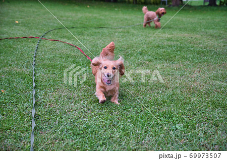 犬 走る 散歩 ミニチュアダックスの写真素材