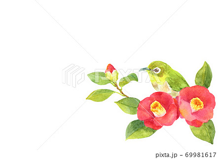 椿 ウグイス 花 ツバキのイラスト素材 - PIXTA