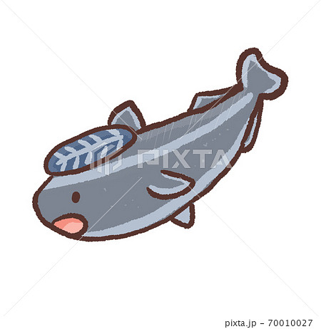 コバンザメ かわいいのイラスト素材