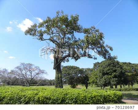 桐の木の写真素材 - PIXTA