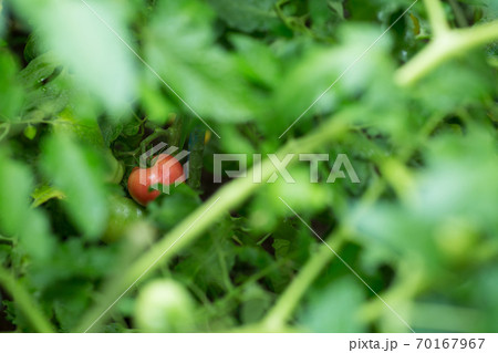 成長過程 植物 かわいいの写真素材