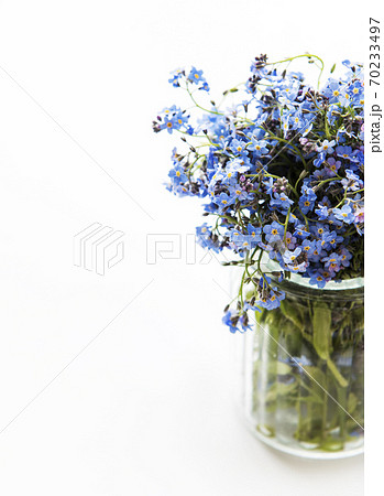 ワスレナグサ 可愛い花 勿忘草 綺麗な花の写真素材