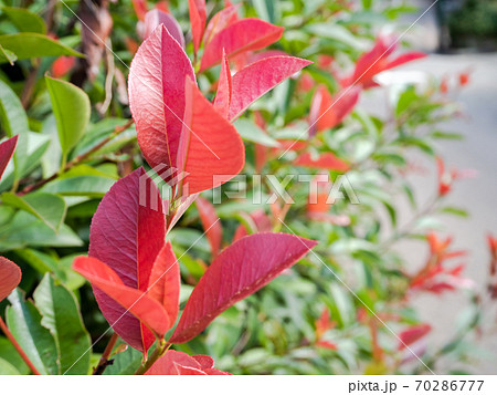 葉 アカメ 植物 芽の写真素材