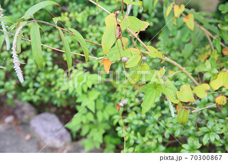 自然薯の花 山芋の写真素材