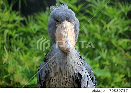 ハシビロコウ 鳥 かっこいい クローズアップの写真素材