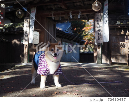 犬の七五三の写真素材