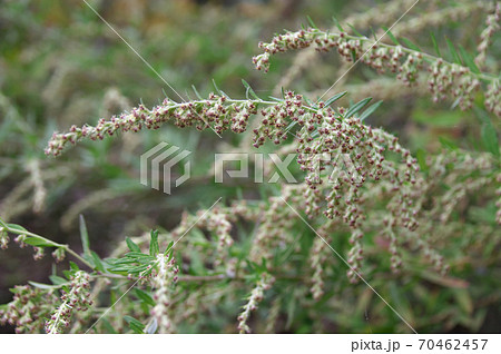 よもぎの花の写真素材