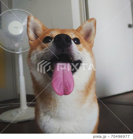 扇風機 夏 犬 柴犬の写真素材