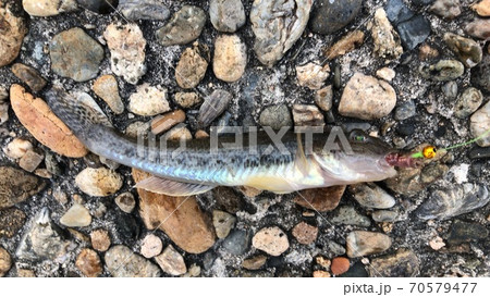 ハゼ 瀬戸内海 釣り 旬の写真素材