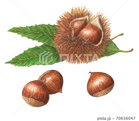 栗のイラスト素材集 ピクスタ