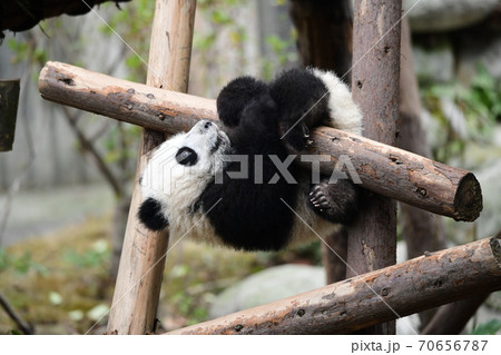 パンダ 赤ちゃん つかまる 絶滅危惧種の写真素材