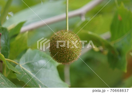 プラタナス 葉 植物の写真素材