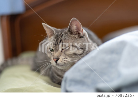 動物 猫 ウインク ペットの写真素材