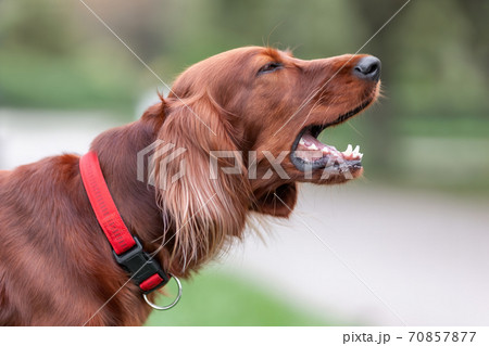 長い髪犬の写真素材