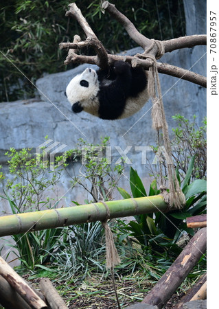 かわいい 絶滅危惧種 逆さ ジャイアントパンダの写真素材