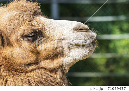 動物 ラクダ らくだ 顔の写真素材