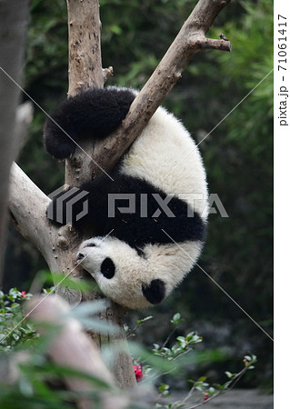 かわいい 絶滅危惧種 逆さ ジャイアントパンダの写真素材