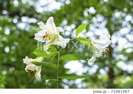 ユリの花粉の写真素材