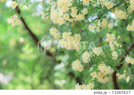 木香薔薇 バラ 黄色いバラ 小さい薔薇の写真素材