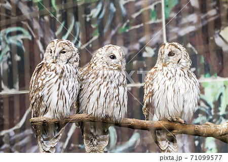 フクロウの写真素材集 ピクスタ