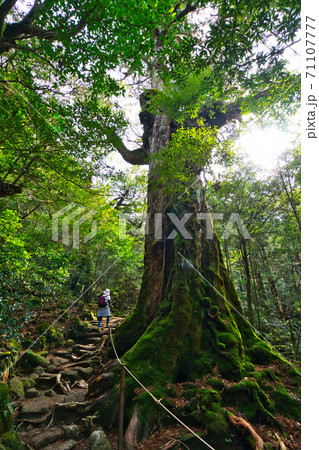 屋久島町の写真素材 - PIXTA