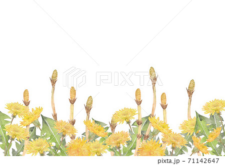 土筆 つくし たんぽぽ 春のイラスト素材 - PIXTA
