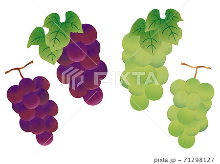 ぶどうの葉のイラスト素材