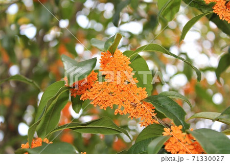 金木犀 花 綺麗 複数の写真素材