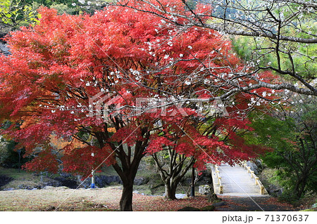 もみじ 冬桜 鶴見岳自然公園 紅葉の写真素材