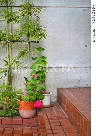 観葉植物 玄関先 植物 屋外の写真素材