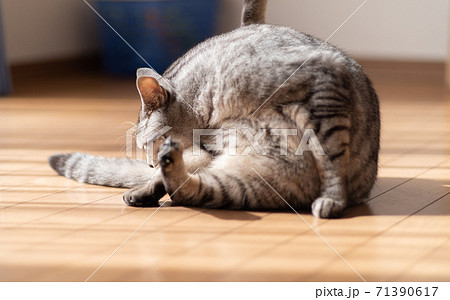 猫 ネコ 顔 洗うの写真素材