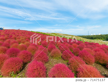 ほうきぎの写真素材