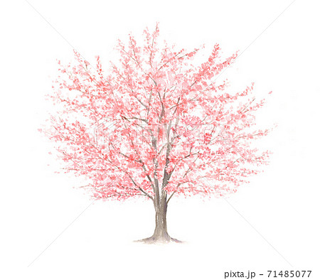 桜 花 木 春のイラスト素材