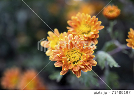 花 菊 小菊 正面の写真素材 - PIXTA