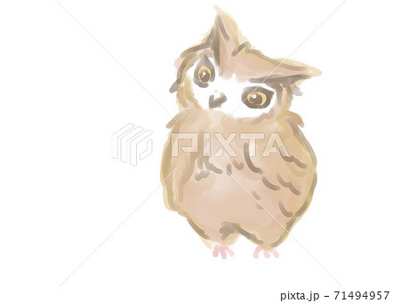 猛禽類 鳥 フクロウ ミミズクのイラスト素材