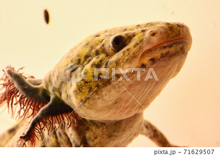 ウーパールーパー 泳ぐ アクアリウム アホロートルの写真素材