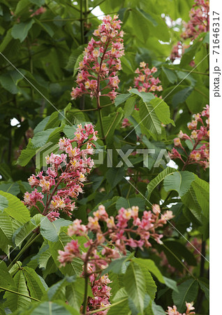 マロニエ 花 並木 ピンクの写真素材