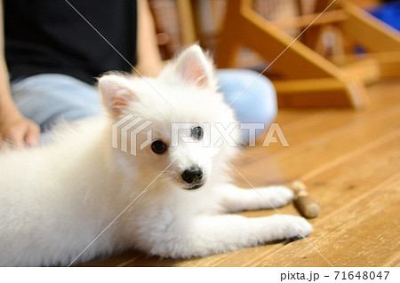 屋内 子犬 白犬 日本スピッツの写真素材